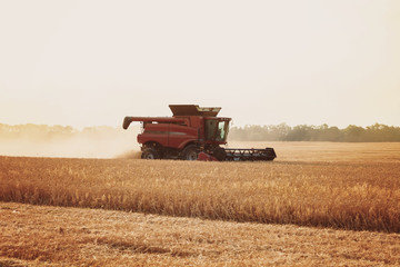 Fototapeta premium Combine harvester in a wheat field on a sunny summer day
