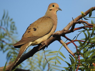 PALOMA HUILOTA