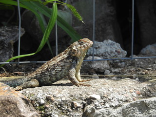 LAGARTIJA