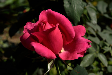 Nature soft Photography