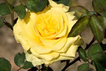 Nature soft Photography