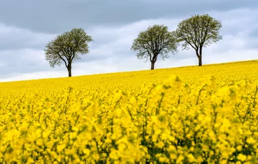 Fotobehang Oranje Rapeseed Field  © Anders Palovaara