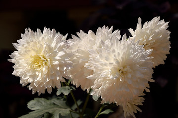 Nature soft Photography