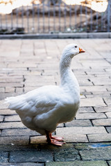Oie dans une cour intérieure