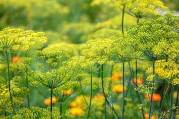 Dill blooming in the garden on a sunny day