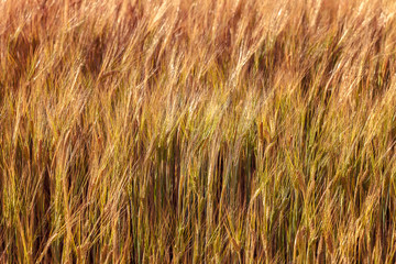 Ripe ears of wheat field as background