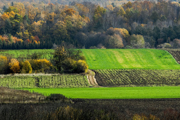 Fototapeta piękny jesienny krajobraz, pole i las obraz