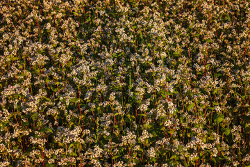 Blooming buckwheat in the field as a background