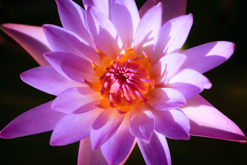 Close up beautiful violet lotus flower in blooming.