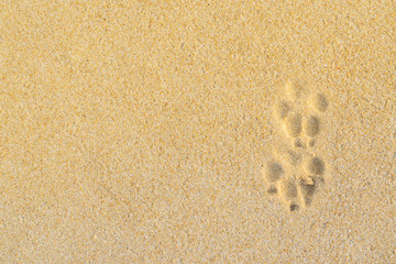 Texture background Footprints of dog feet on the sand beach. Paw prints on the beach background. Copy space for text.