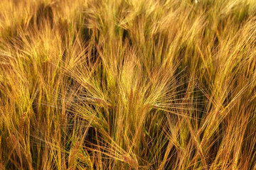 Ripe ears of wheat field as background