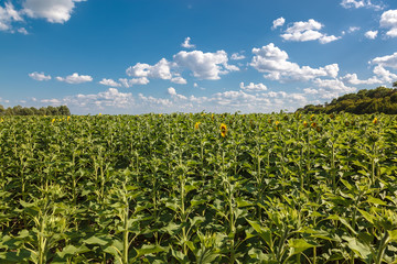 Fototapeta na wymiar Field of sunflowers on a sunny summer day