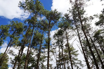 Pine tree on blue sky and cloud background, beautiful nature blue sky with trees, Looking up branch on sky background, pictured from Space for text in template, abstract wallpaper, Empty concept