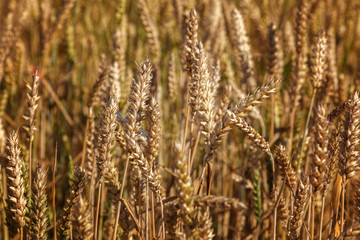 Ripe ears of wheat field as background