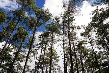 Pine tree on blue sky and cloud background, beautiful nature blue sky with trees, Looking up branch on sky background, pictured from Space for text in template, abstract wallpaper, Empty concept