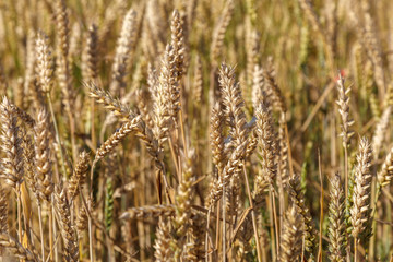 Ripe ears of wheat field as background