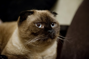 cat with blue eyes