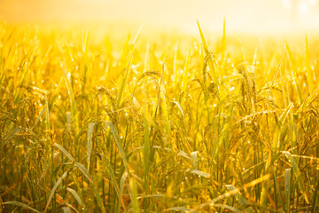 Rice grains in rice fields