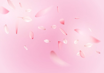 Pink sakura flower petals © bannosuke
