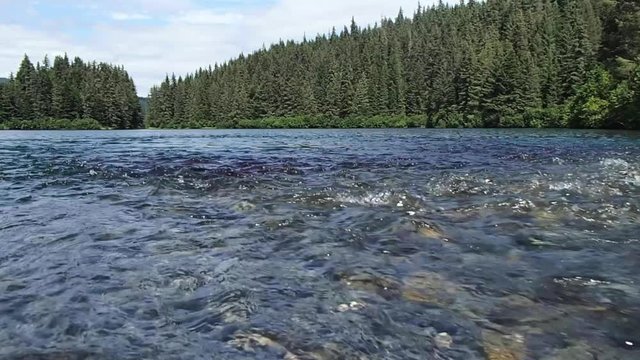 Low angle shot of a creek in the beautiful Bear Lake, Alaska, as salmon come to the surface of the water