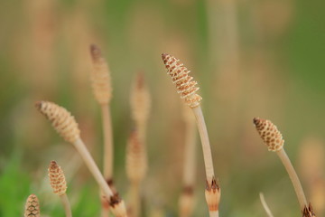 つくし　Common Horsetail