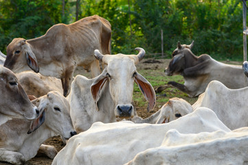 Herd of cows resting in stall at evening