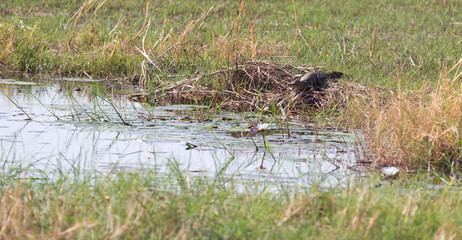 Crocodile in Botswana