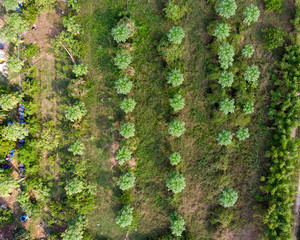 Top of cultivate papaya fruit in plantation