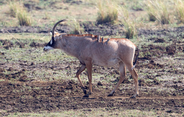 Brown antelope with birds on it's back