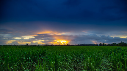 Sunrise over canefields
