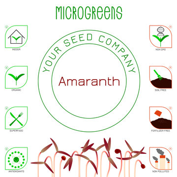 Microgreens Red Amaranth. Seed packaging design, text