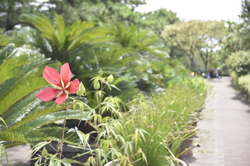 Red flower on the green background