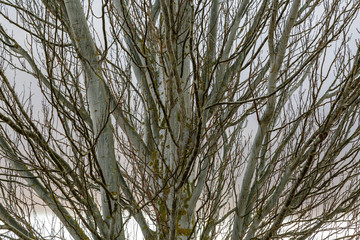 Tronco y ramas de Álamo Blanco. Populus alba. 