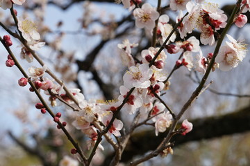 梅の花