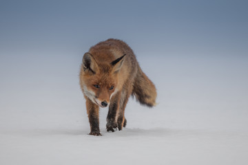 Red fox (Vulpes vulpes) with a bushy tail hunting in the snow in winter in Algonquin Park in Canada