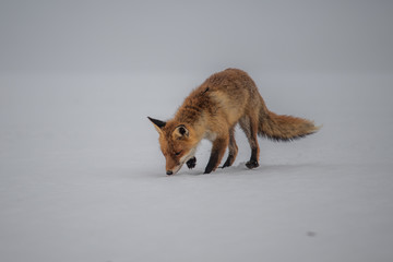 Red fox (Vulpes vulpes) with a bushy tail hunting in the snow in winter in Algonquin Park in Canada