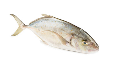 Trevally whole fish isolated on white background
