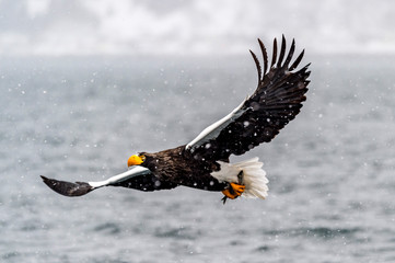 Fototapeta premium The Predatory Stellers Sea-eagle