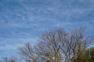 冬の青空