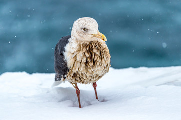 The Predatory Seagulls