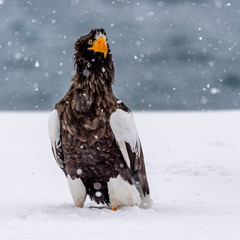 The Predatory Stellers Sea-eagle