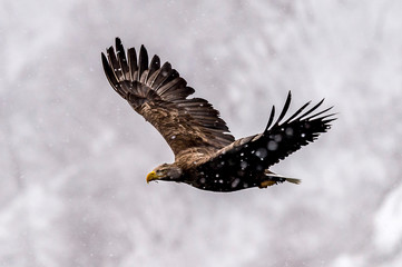 The Predatory White-talied Sea Eagle