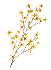 Forsythia hand drawn watercolor floral illustration.  Element for design of greeting cards, invitations for weddings, holidays,  valentines day. Isolated object.