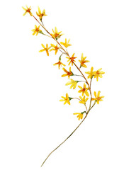 Branch of forsythia hand drawn watercolor floral illustration.  Element for design of greeting cards, invitations for weddings, holidays,  valentines day. Isolated object.