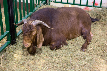Goat (male). Kalahari red breed. Kalahari red goat is a meat breed originating from South Africa....