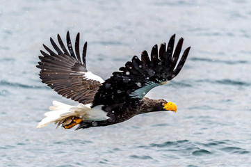 The Predatory Stellers Sea-eagle