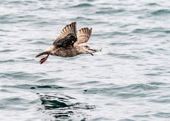 Fototapeta premium The Predatory Seagulls