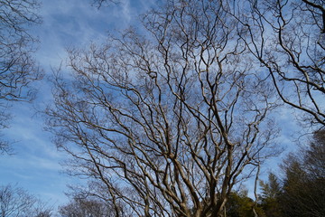 冬のサルスベリ