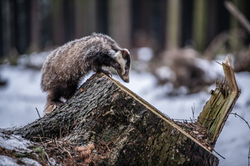 badger running in snow, winter scene with badger in snow