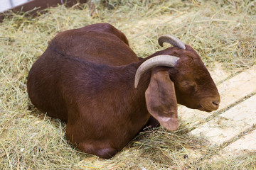 Goat (female). Kalahari red breed. Kalahari red goat is a meat breed originating from South Africa....